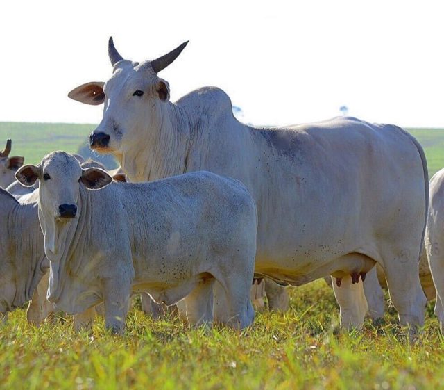 Manejo Nutricional De Bezerros Alta Efici Ncia Produtiva E Econ Mica