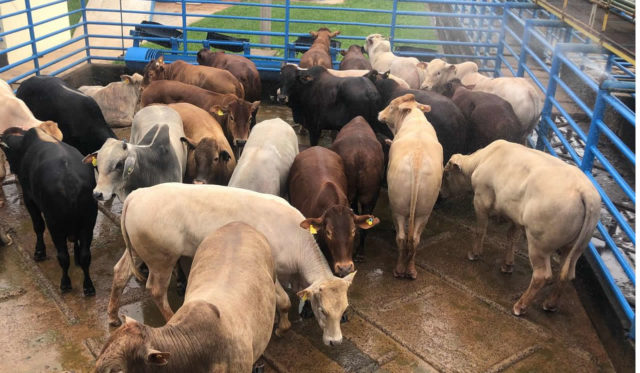 Mercado Do Boi Gordo Oferta E Consumo Equilibrados Compre Rural