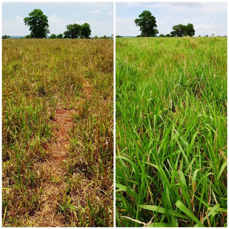 Aduba O Foliar Aumenta Produtividade Das Pastagens Brasileiras