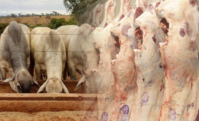 Quase 25 da carne bovina exportada no mundo é brasileira