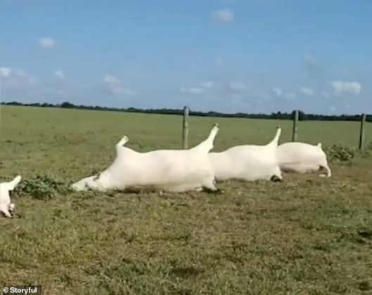 Raio Mata Bovinos No Pasto Veja Conte Do E Not Cias Do Agroneg Cio