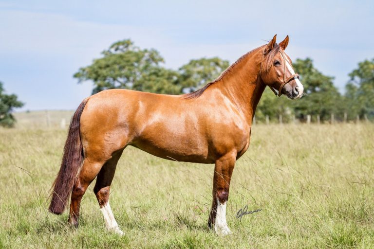 Cavalo Crioulo Lan A App Informa Es Da Ra A Comprerural