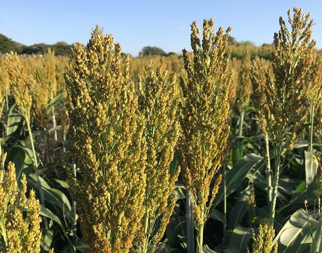 Dispon Vel Sorgo Alta Produtividade E Toler Ncia Compre Rural