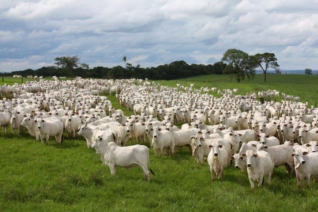 O Melhor Capim Para Engordar Seu Gado Veja Compre Rural