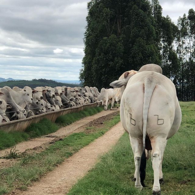 22 000 animais Confina Brasil visita a Cidade do Boi Conteúdo e