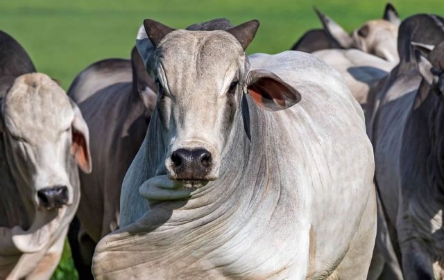 Balan A Comercial Do Agro Apresenta Super Vit Em Novembro Compre Rural