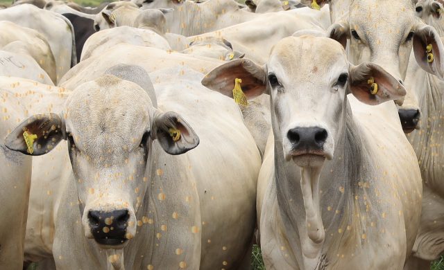 Boi Gordo Recua Mas Pecuaristas Seguem Firmes Nas Pedidas Compre Rural