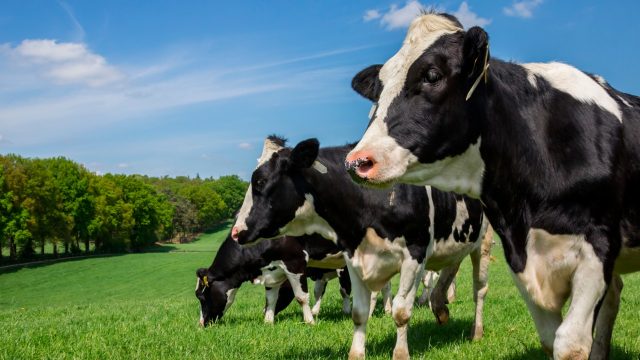 Vacas que ficam no pasto ajudam a reduzir as emissões de CO2