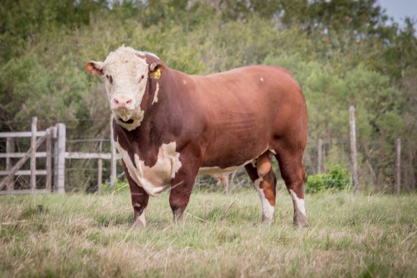 Leilão completa 50 anos ofertando Hereford e Braford veja destaques