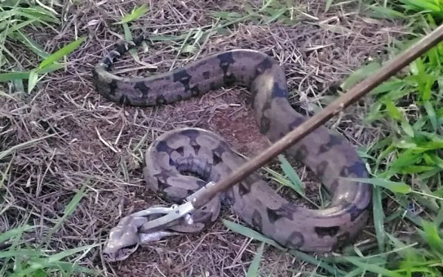 FOTOS Jiboia é capturada devorando galinha em sítio na zona rural de