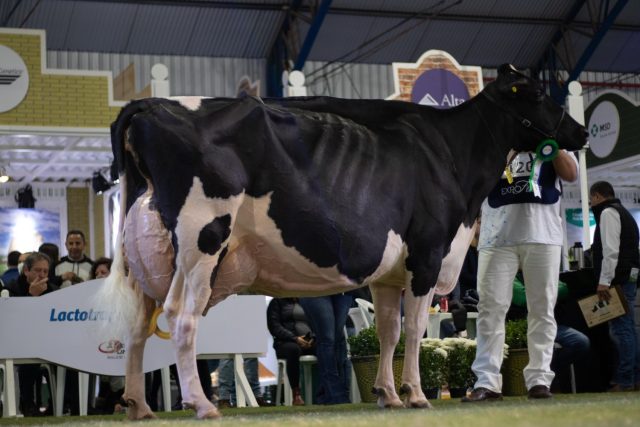 Conhe A As Seis Melhores Vacas Leiteiras Do Brasil Comprerural