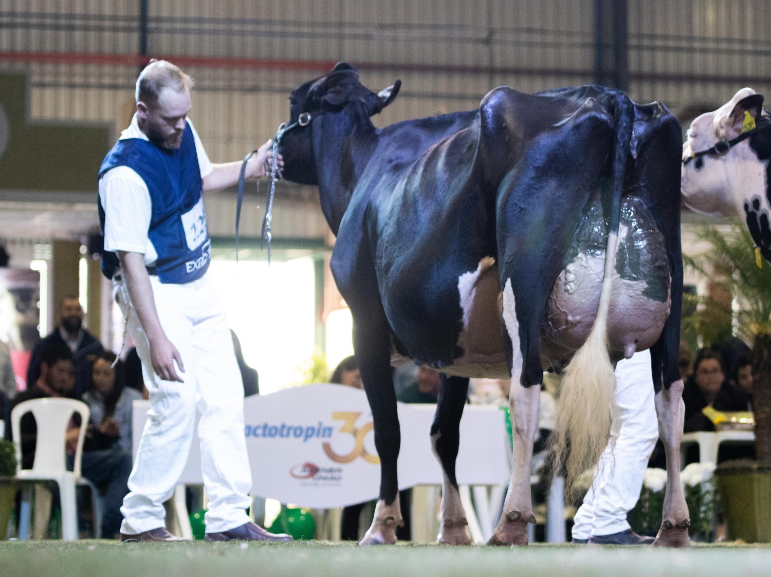 Conhe A As Seis Melhores Vacas Leiteiras Do Brasil Comprerural