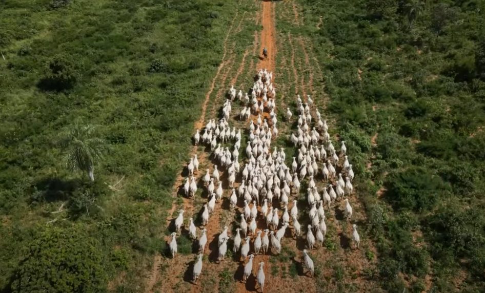 Fazenda de gado é arrematada por quase R 60 milhões em leilão histórico