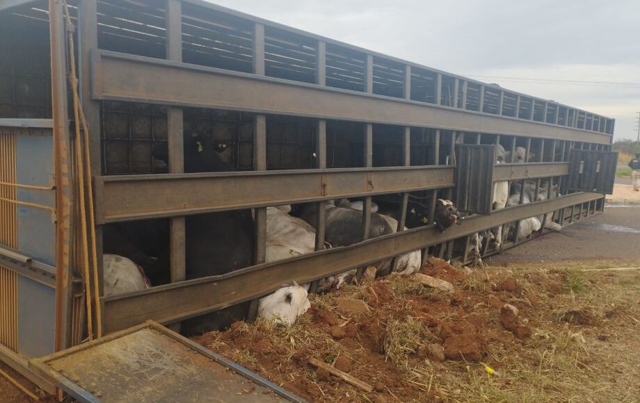 Caminhão que transportava bois da Marfrig tomba e animais morrem