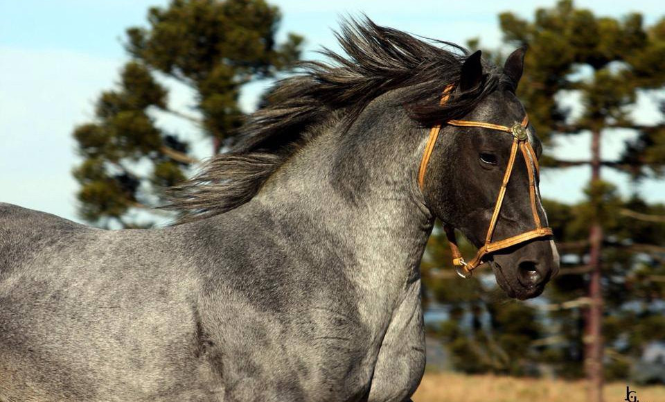 Conheça o cavalo Crioulo mais caro da história CompreRural