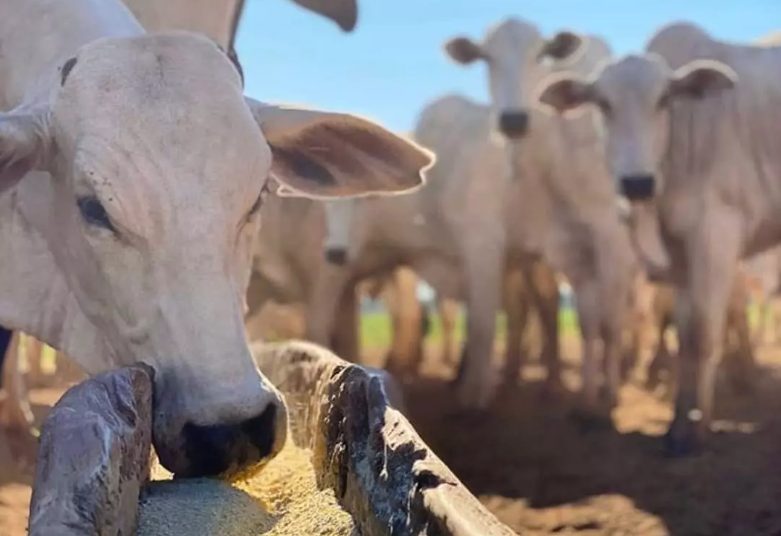 Ureia Alta Em Bovinos Mata Veja Como Identificar E Qual O Tratamento