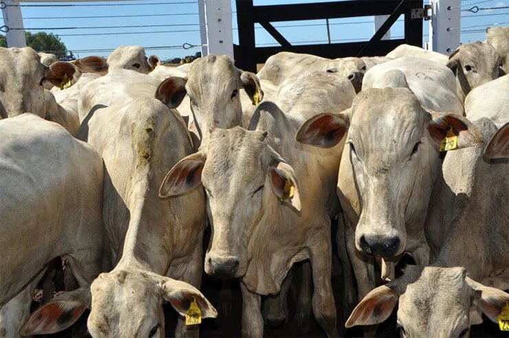 Leil O De Gado De Corte Ofertar Mais De Mil Animais Na Bahia Farm Show