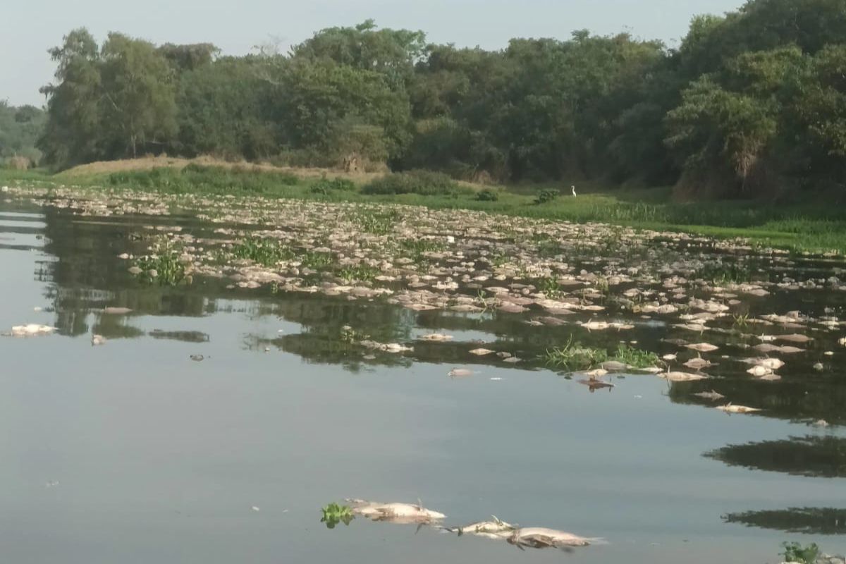 Mortandade De Peixes Em Rio De SP Pode Passar De 100 Toneladas Diz