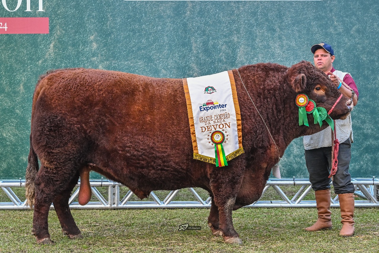 Touro Mais Pesado Da Ra A Devon Leva T Tulo De Grande Campe O Da