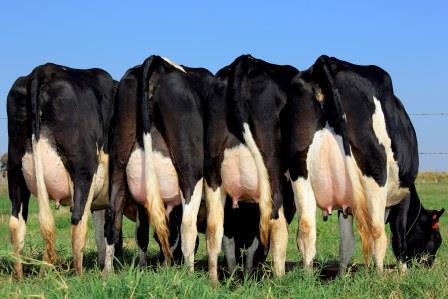 Sua produção está estagnada? A culpa pode ser da Curva de Lactação