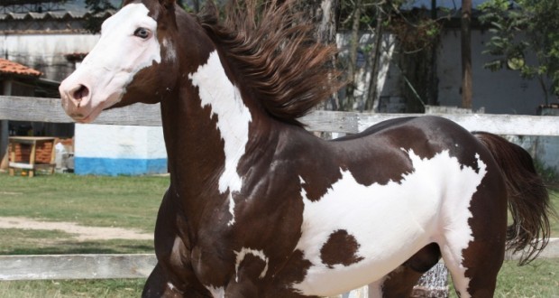 Paint-Horse