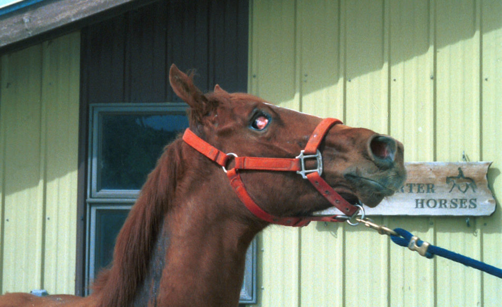 Tétano em cavalos: por que o tratamento correto é fundamental?