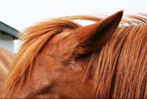Formas de expressão e sinais da comunicação dos cavalos