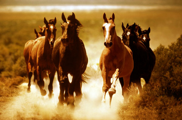 Cavalos entendem emoções humanas – e lembram-se de humanos mal