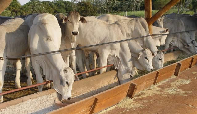 Por que a nutrição de precisão é a maior arma atual contra as micotoxinas?