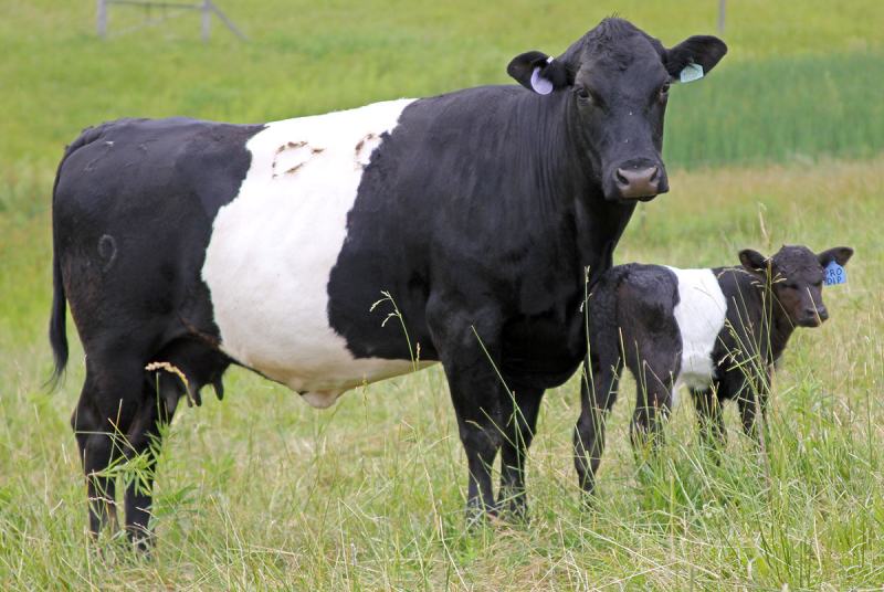 Raça Buelingo vaca e bezerro ao pé