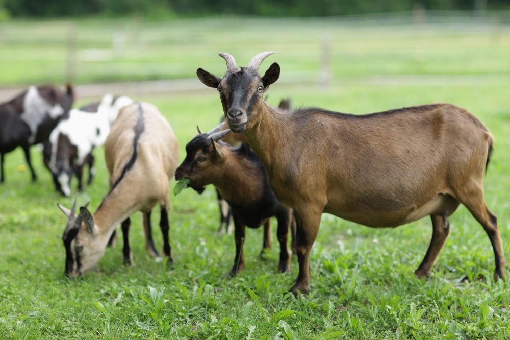 diferença entre cordeiro e Cabrito  