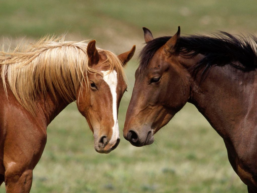 O que mais causa a morte em cavalos? Có-li-cas!, Artigos