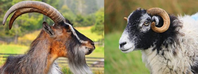 Ovinos e caprinos: diferença entre cabras e ovelhas