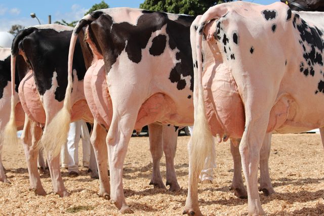 Mudanças impactam seleção da vaca holandesa moderna