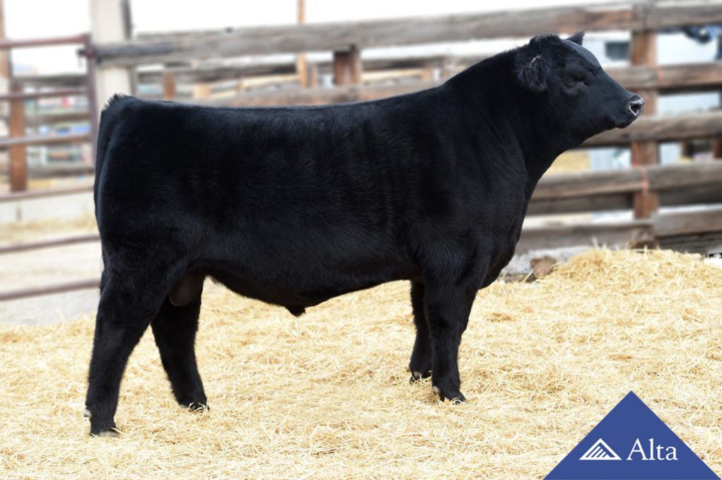 alta-genetics-Kash-Only-aberdeen-angus