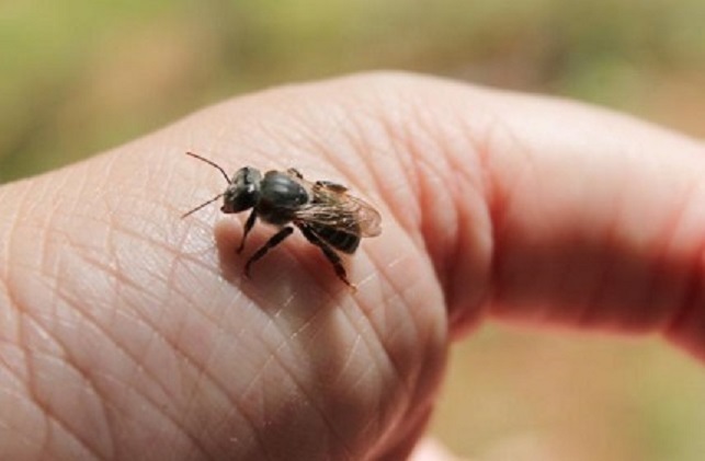 O-desaparecimento-das-abelhas-vem-preocupando-cientistas-e-apicultores-em-todo-o-mundo.