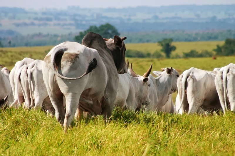 Vaca ajudou a capturar touro - Sociedade - Correio da Manhã