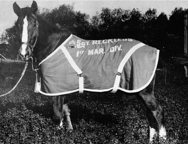 Sgt_reckless_in_pasture