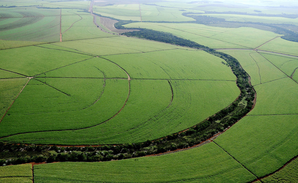 mega-fazenda-cana-de-acucar-1