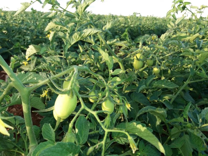 Algas Marinhas Aumenta Produtividade Do Tomate