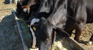 cana-de-acucar-alimentacao-vacas-leiteiras