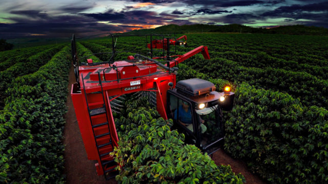 Lavouras de café com produtividade média de 60 sacas por hectare