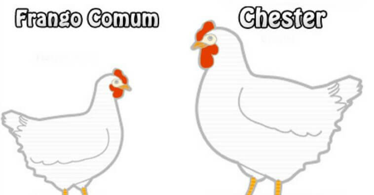 Afinal, frangos usam hormônios? Confira!