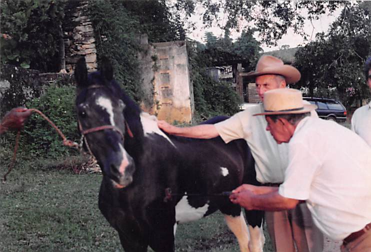 Raça de cavalos Appaloosa volta a ser reconhecida no Brasil — CompreRural