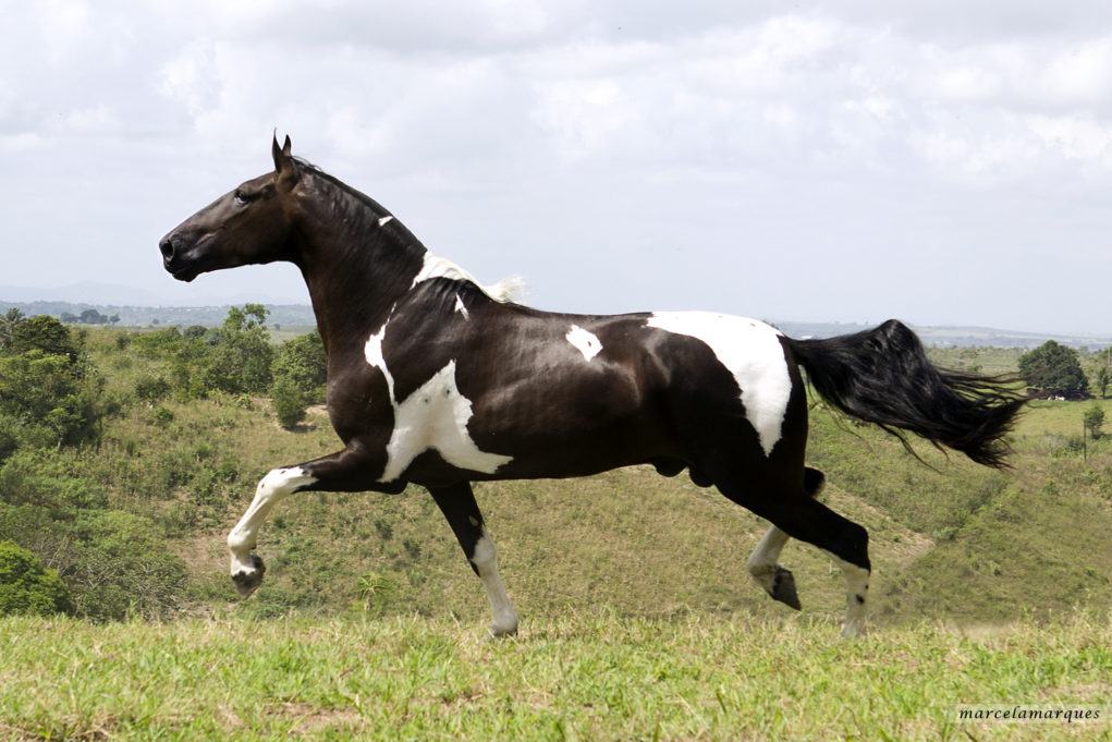 Cavalo pampa de preto