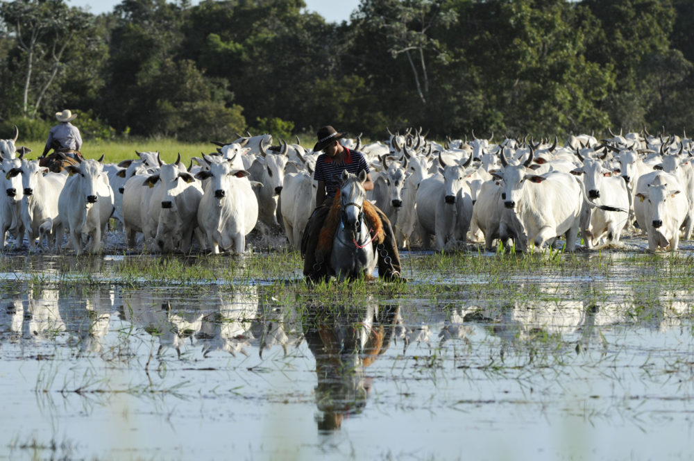 capa-pantanal gado na cheia