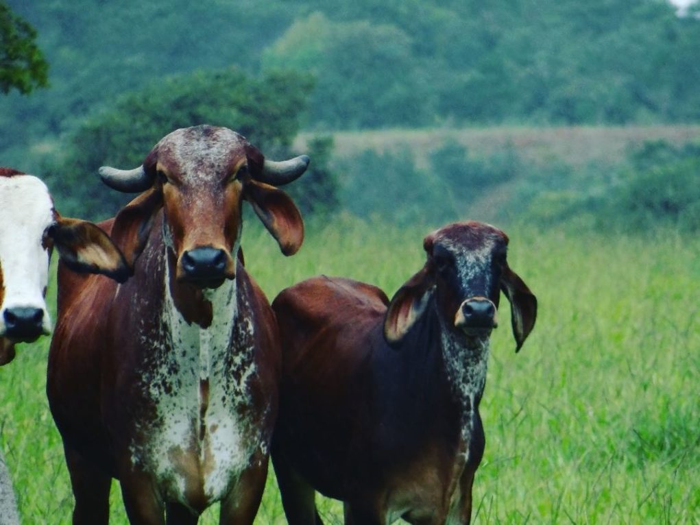 Vacas Corumbá de Goias