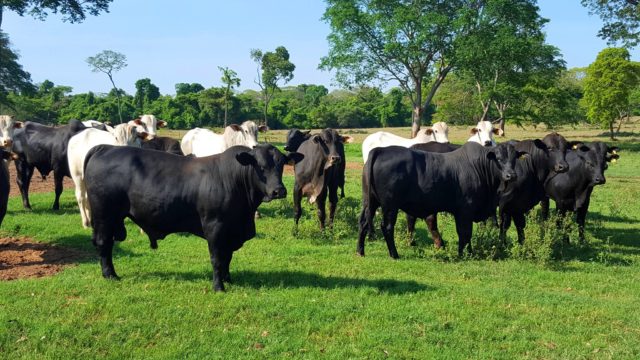 Variabilidade Genética Garante Expansão Da Angus Compre Rural