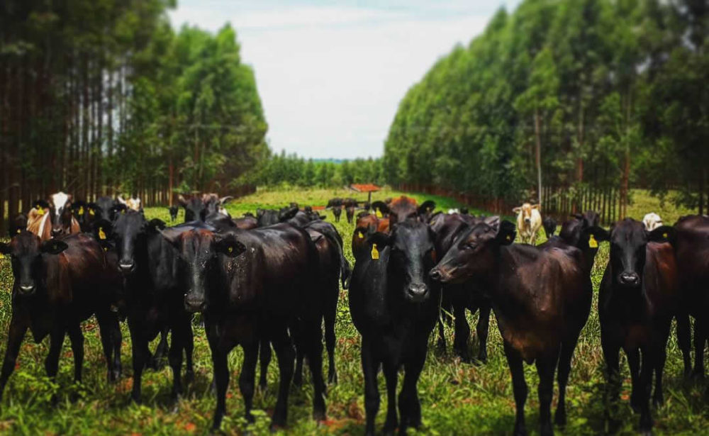 integracao-lavoura-pecuaria-floresta