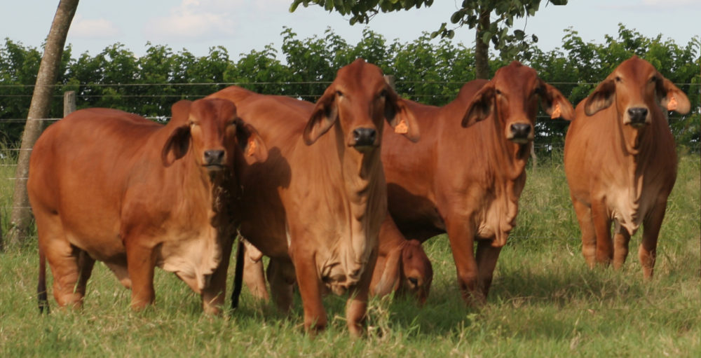 vpj-shopping-Red-Brahman